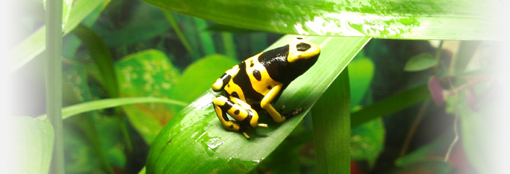 Rainforest Alliance Visual